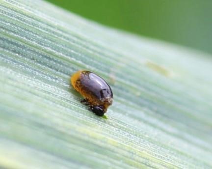 Cutworms, Aphids and Cereal Leaf Beetles